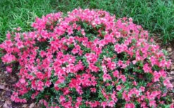 Chinzan Dwarf Azalea - 6 Pack Of 1 Gallon Pots 10 Chinzan Dwarf Azalea - 6 Pack Of 1 Gallon Pots -Garden Plant Shop Picture Azalea Chinzan 2 1