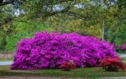 Formosa Southern Indica Azalea - 3 Gallon Pot -Garden Plant Shop Picture Azlea Formosa Shrub 5