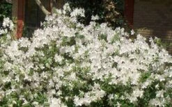 Mrs. G.G. Gerbing White Southern Indica Azalea - 7 Gallon Pot -Garden Plant Shop Picture Azlea GG Gerbing 1