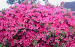 Judge Solomon Southern Indica Azalea - 3 Gallon Pot 7 Judge Solomon Southern Indica Azalea - 3 Gallon Pot -Garden Plant Shop Picture Azlea Judge Solomon Flowers 1