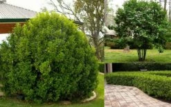 Banana Shrub - 6 Pack Of 1 Gallon Pots 11 Banana Shrub - 6 Pack Of 1 Gallon Pots -Garden Plant Shop Picture Banana Shrub 3 9