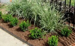 Baby Gem Boxwood - 1 Gallon Pot 12 Baby Gem Boxwood - 1 Gallon Pot -Garden Plant Shop Picture Boxwood Baby Gem Edger 1