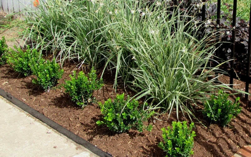 Baby Gem Boxwood - 7 Gallon Pot 5 Baby Gem Boxwood - 7 Gallon Pot - Image 5