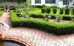 Baby Gem Boxwood - 7 Gallon Pot 13 Baby Gem Boxwood - 7 Gallon Pot -Garden Plant Shop Picture Boxwood Baby Gem Hedges 2