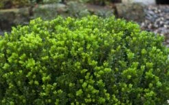 Baby Gem Boxwood - 1 Gallon Pot 14 Baby Gem Boxwood - 1 Gallon Pot -Garden Plant Shop Picture Boxwood Baby Gem Leaves 1