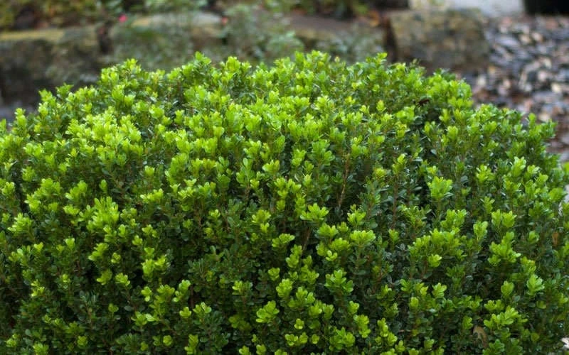 Baby Gem Boxwood - 1 Gallon Pot 7 Baby Gem Boxwood - 1 Gallon Pot - Image 7