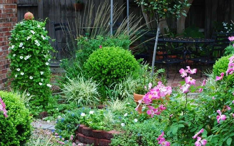 Baby Gem Boxwood - 1 Gallon Pot 8 Baby Gem Boxwood - 1 Gallon Pot - Image 8