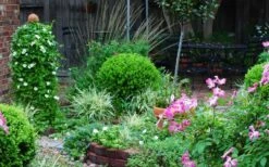 Baby Gem Boxwood - 3 Gallon Pot 15 Baby Gem Boxwood - 3 Gallon Pot -Garden Plant Shop Picture Boxwood Baby Gem Specimen 3