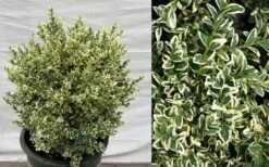 Dwarf Variegated Boxwood - 3 Gallon Pot 10 Dwarf Variegated Boxwood - 3 Gallon Pot -Garden Plant Shop Picture Boxwood Dwarf Variegated 4