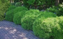 Franklins Gem Dwarf Boxwood - 3 Gallon Pot 11 Franklins Gem Dwarf Boxwood - 3 Gallon Pot -Garden Plant Shop Picture Boxwood Franklins Gem 2 1