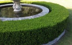 Little Missy Dwarf Boxwood - 5 Pack Of Quart Pots -Garden Plant Shop Picture Boxwood Franklins Gem Hedge 4
