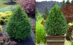 Green Mountain Boxwood - 2 Gallon Pot -Garden Plant Shop Picture Boxwood Green Mountain 2 3
