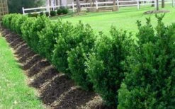 Green Mountain Boxwood - 6 Pack Of 1 Gallon Pots -Garden Plant Shop Picture Boxwood Green Mountain Hedge 5