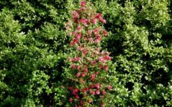 October Magic Rose Camellia - 2 Gallon Pot -Garden Plant Shop Picture Camellia October Magic Rose Column 2