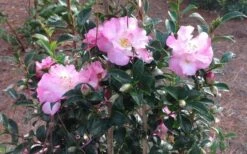 October Magic Orchid Camellia - 1 Gallon Pot -Garden Plant Shop Picture CamelliaOrchidOctoberMajic 2 1