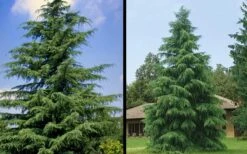 Deodar Cedar Tree - 1 Gallon Pot 14 Deodar Cedar Tree - 1 Gallon Pot -Garden Plant Shop Picture Cedar Deodara 1 1