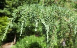 Deodar Cedar Tree - 6 Pack Of 1 Gallon Pots 13 Deodar Cedar Tree - 6 Pack Of 1 Gallon Pots -Garden Plant Shop Picture Cedar Deodara 2
