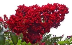 Dynamite Red Crape Myrtle - 6 Pack Of 1 Gallon Pots 9 Dynamite Red Crape Myrtle - 6 Pack Of 1 Gallon Pots -Garden Plant Shop Picture Crape Myrtle Dynamite 1 1