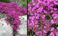 Red Creeping Thyme (Thymus Praecox 'Coccineus') - 5 Pack Of Quart Pots -Garden Plant Shop Picture Creeping Thyme Red 4