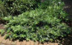 Creeping Japanese Plum Yew (Cephalotaxus Harringtonia 'Prostrata') - 6 Pack Of 2.5 Quart Pots -Garden Plant Shop Picture Creeping Yew 1