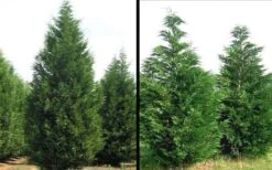 Leyland Cypress - 3 Gallon Pot 9 Leyland Cypress - 3 Gallon Pot -Garden Plant Shop Picture Cypress Leyland 1 1