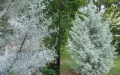 Silver Smoke Arizona Cypress - 1 Gallon Pot -Garden Plant Shop Picture Cypress Silver Smoke 2 2