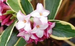 Variegated Pink Winter Daphne - 3 Gallon Pot -Garden Plant Shop Picture Daphne Variegated Pink Closeup