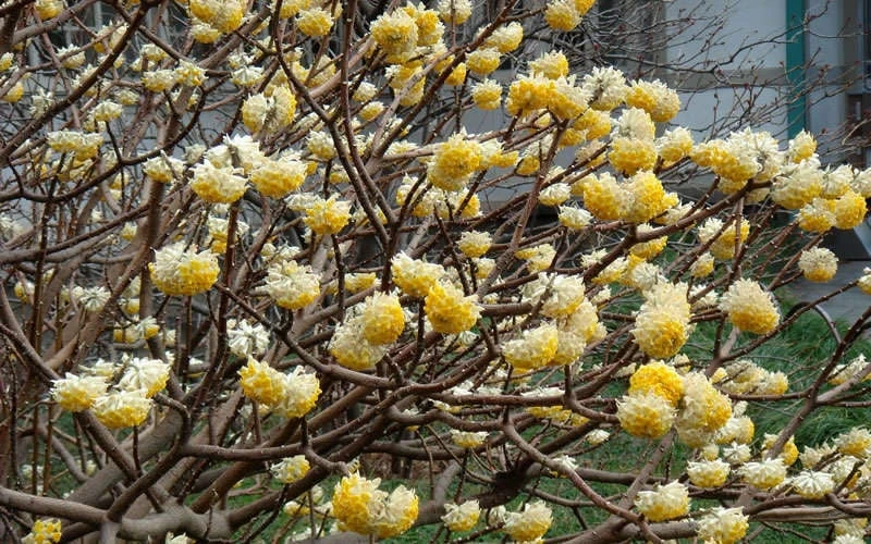 Edgeworthia Chrysantha - Paper Bush - 3 Gallon 8 Edgeworthia Chrysantha - Paper Bush - 3 Gallon - Image 8