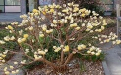 Winter Gold Edgeworthia Chrysantha (Paper Bush) - 1 Gallon Pot -Garden Plant Shop Picture Edgeworthia Paper Bush 3 5