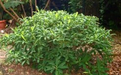 Winter Gold Edgeworthia Chrysantha (Paper Bush) - 1 Gallon Pot -Garden Plant Shop Picture Edgeworthia Shrub 5