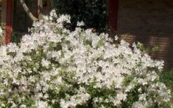 Autumn Ivory Encore Azalea - 1 Gallon Pot -Garden Plant Shop Picture Encore Azalea Ivory 3 1
