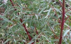 Angus Cold Hardy Eucalyptus Tree (Eucalyptus Nicholii) - 2 Gallon Pot 12 Angus Cold Hardy Eucalyptus Tree (Eucalyptus Nicholii) - 2 Gallon Pot -Garden Plant Shop Picture Eucalyptus Tree Anugus Willow Leaf Peppermint 2