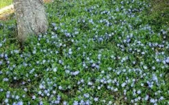 Evergreen Periwinkle - Vinca Minor - 18 Count Flat Of Pint Pots -Garden Plant Shop Picture Evergreen Periwinkle Groundcover