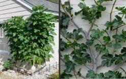 Brown Turkey Fig Tree - 1 Gallon Pot -Garden Plant Shop Picture Fig Brown Turkey Espalier 2