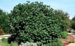 Brown Turkey Fig Tree - 6 Pack Of 1 Gallon Pots -Garden Plant Shop Picture Fig Brown Turkey Shrub Large