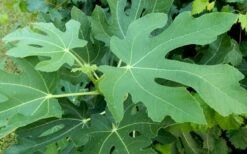 Brown Turkey Fig Tree - 1 Gallon Pot -Garden Plant Shop Picture Fig Brown Turkey Tree Leaves 2