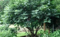 Brown Turkey Fig Tree - 5 Gallon Pot 17 Brown Turkey Fig Tree - 5 Gallon Pot -Garden Plant Shop Picture Fig Brown Turkey Tree Multi 1