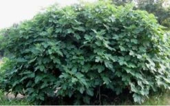 Celeste Fig Tree - 6 Pack Of 1 Gallon Pots -Garden Plant Shop Picture Fig Tree Celeste 1