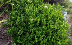 August Beauty Gardenia - 6 Pack Of 1 Gallon Pots 11 August Beauty Gardenia - 6 Pack Of 1 Gallon Pots -Garden Plant Shop Picture Gardenia August Beauty 1