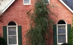 Weeping Yaupon Holly - Ilex Vomitoria 'Pendula' - 3 Gallon Pot -Garden Plant Shop Picture Holly Weeping Yaupon 1 2