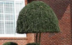 Weeping Yaupon Holly (Ilex Vomitoria 'Pendula') - 7 Gallon Pot (3-4') -Garden Plant Shop Picture Holly Weeping Yaupon 4