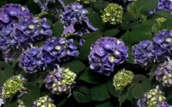 Bloomstruck Endless Summer Hydrangea - 2 Gallon Pot 11 Bloomstruck Endless Summer Hydrangea - 2 Gallon Pot -Garden Plant Shop Picture Hydrangea Bloomstruck