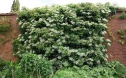 Climbing Hydrangea 'Petiolaris' - 1 Gallon Pot -Garden Plant Shop Picture Hydrangea Climbing Petiolaris 5