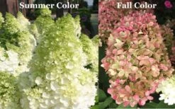 Limelight PeeGee Hydrangea - 6 Pack Of 1 Gallon Pots -Garden Plant Shop Picture Hydrangea Limelight 3 2