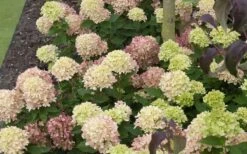 Little Lime Hydrangea - 2 Gallon Pot -Garden Plant Shop Picture Hydrangea Little Lime 2 1