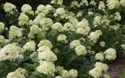 Little Lime Hydrangea - 3 Pack Of Quart Pots -Garden Plant Shop Picture Hydrangea Little Lime 3 3