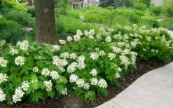 Pee Wee Dwarf Oakleaf Hydrangea - 3 Gallon Pot -Garden Plant Shop Picture Hydrangea Oakleaf Pee Wee Border 2