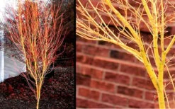 Bihou Yellow Bark Japanese Maple - 1 Gallon Pot -Garden Plant Shop Picture Japanese Maple Bihou 1 1