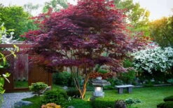 Bloodgood Red Leaf Japanese Maple - 1 Gallon Pot -Garden Plant Shop Picture Japanese Maple Bloodgood tree 1