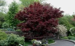 Bloodgood Red Leaf Japanese Maple - 1 Gallon Pot -Garden Plant Shop Picture Japanese Maple Bloodgood tree 2